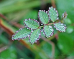 3_December_2012_Early_Morning_Rain_Nature_Small013